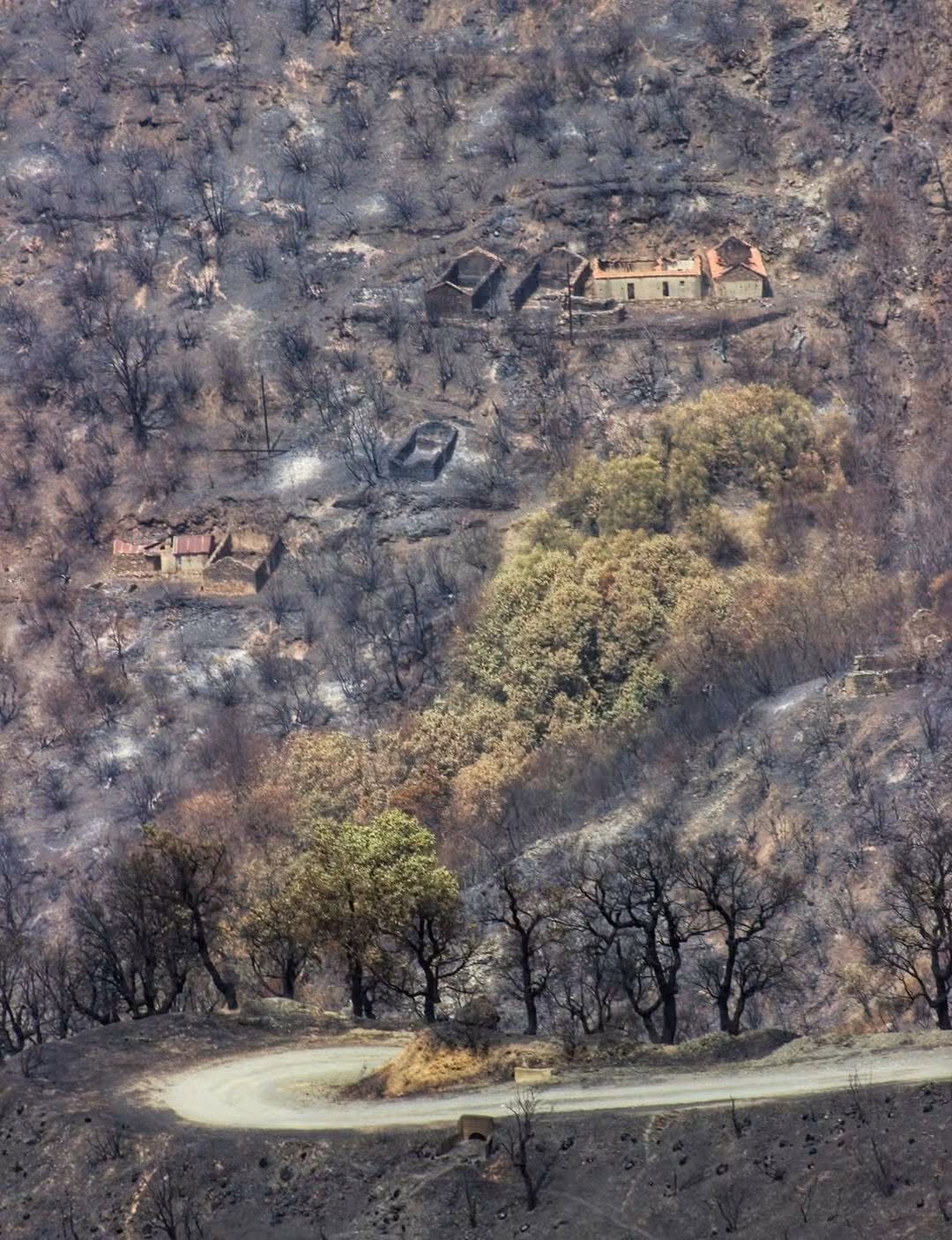 Une route serpente entre les arbres brûlés et les maisons d’une colline.