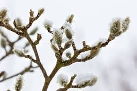 Illustration accompagnant « Au creux de l’hiver, » dans sa publication Facebook.