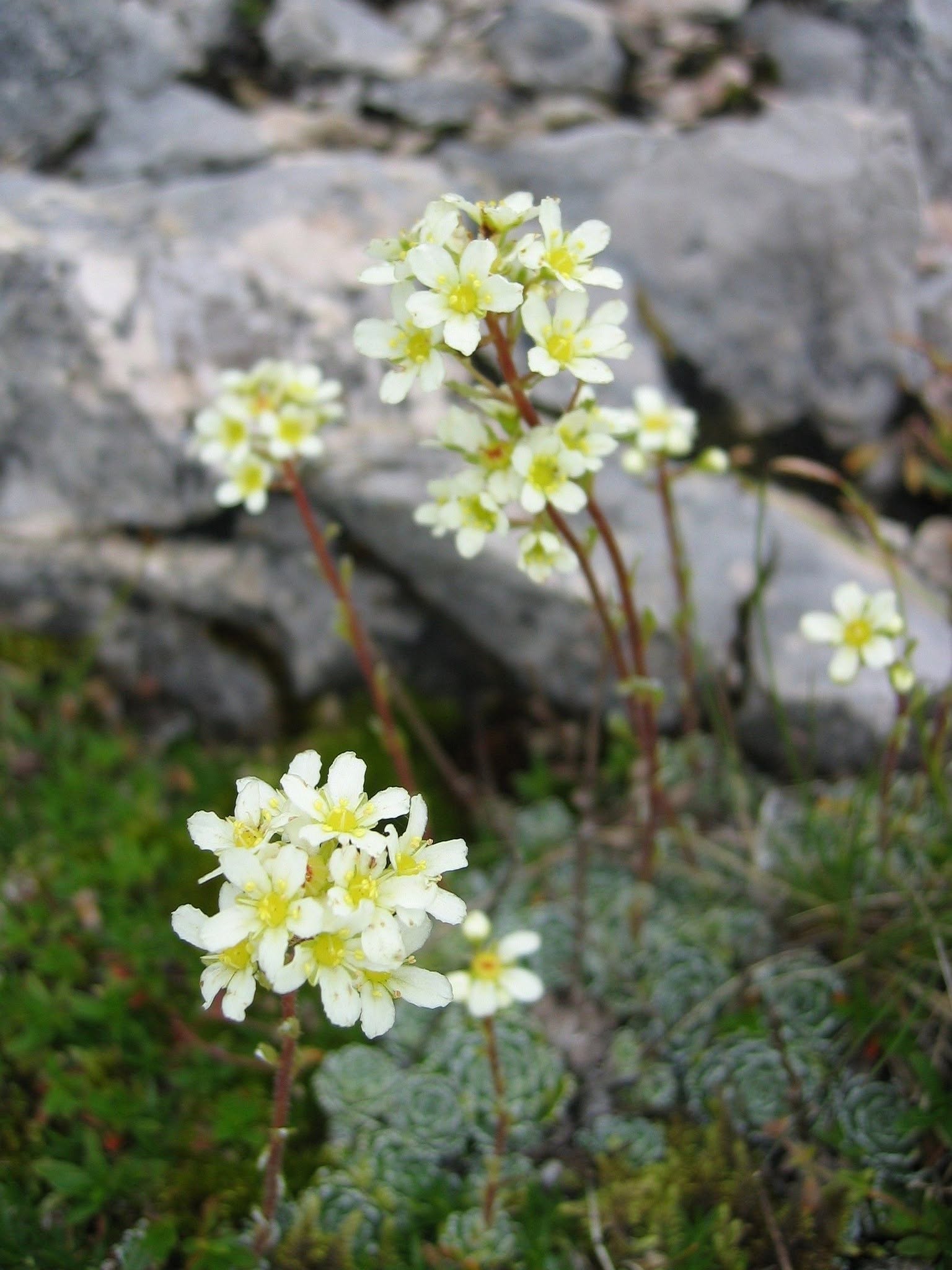 Illustration accompagnant « Saxifrage » dans sa publication Facebook.