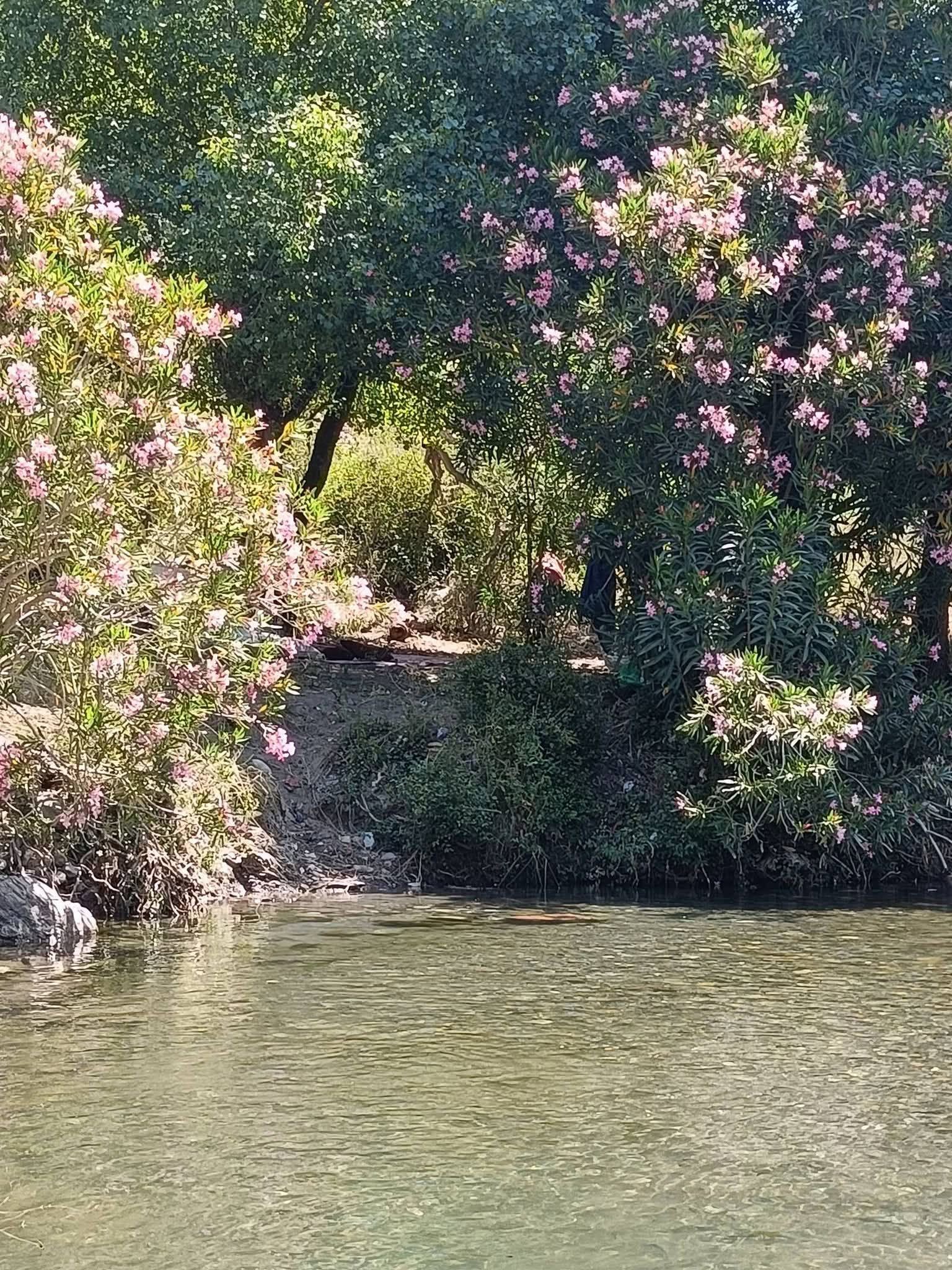 Des arbustes aux fleurs roses bordent une rivière.